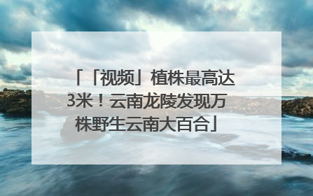 「视频」植株最高达3米！云南龙陵发现万株野生云南大百合