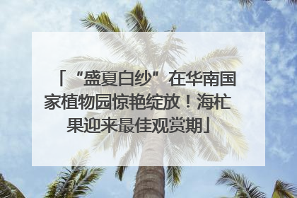 “盛夏白纱”在华南国家植物园惊艳绽放！海杧果迎来最佳观赏期