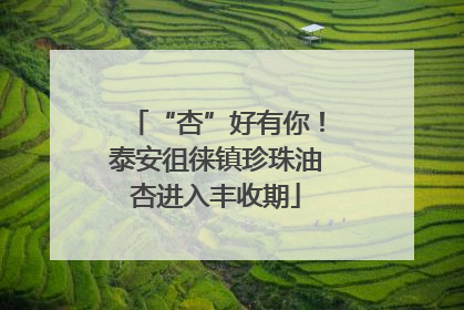 “杏”好有你！泰安徂徕镇珍珠油杏进入丰收期