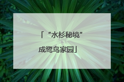 “水杉秘境”成鹭鸟家园
