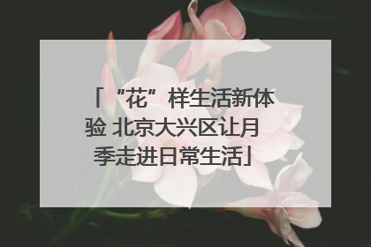 “花”样生活新体验 北京大兴区让月季走进日常生活