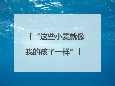 “这些小麦就像我的孩子一样”