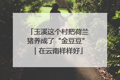 玉溪这个村把荷兰猪养成了“金豆豆”｜在云南样样好