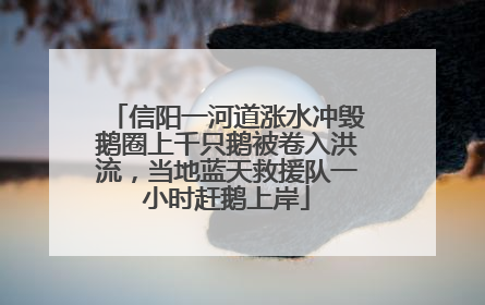 信阳一河道涨水冲毁鹅圈上千只鹅被卷入洪流，当地蓝天救援队一小时赶鹅上岸