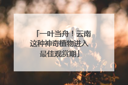 一叶当舟！云南这种神奇植物进入最佳观赏期