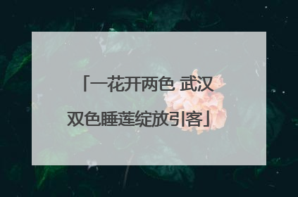 一花开两色 武汉双色睡莲绽放引客