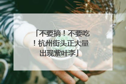不要摘！不要吃！杭州街头正大量出现紫叶李