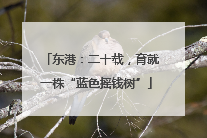 东港：二十载，育就一株“蓝色摇钱树”