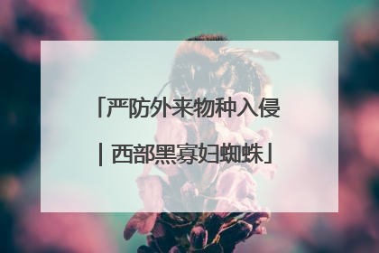 严防外来物种入侵｜西部黑寡妇蜘蛛