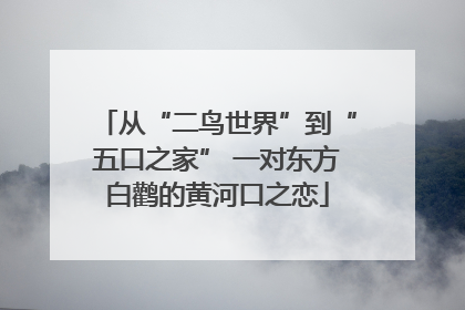 从“二鸟世界”到“五口之家” 一对东方白鹳的黄河口之恋