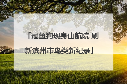 冠鱼狗现身山航院 刷新滨州市鸟类新纪录