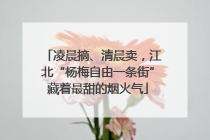 凌晨摘、清晨卖，江北“杨梅自由一条街”藏着最甜的烟火气