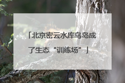北京密云水库鸟岛成了生态“训练场”