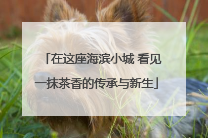 在这座海滨小城 看见一抹茶香的传承与新生