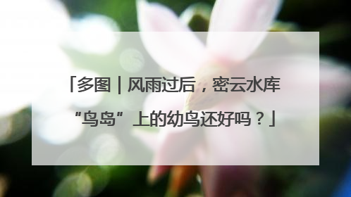 多图｜风雨过后，密云水库“鸟岛”上的幼鸟还好吗？