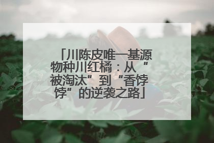 川陈皮唯一基源物种川红橘：从“被淘汰”到“香饽饽”的逆袭之路