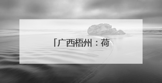 广西梧州：荷花绽放迎盛夏