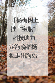 杨梅树上挂“宝瓶” 科技助力定海晚稻杨梅走出海岛