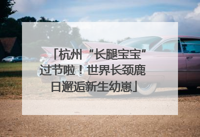 杭州“长腿宝宝”过节啦！世界长颈鹿日邂逅新生幼崽