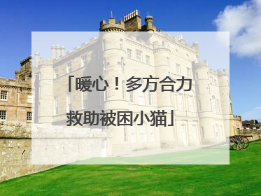 暖心！多方合力救助被困小猫