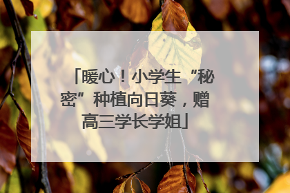 暖心！小学生“秘密”种植向日葵，赠高三学长学姐