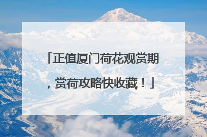 正值厦门荷花观赏期，赏荷攻略快收藏！