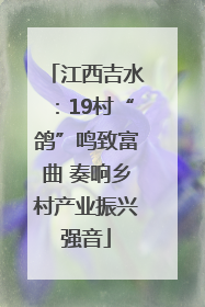 江西吉水：19村“鸽”鸣致富曲 奏响乡村产业振兴强音
