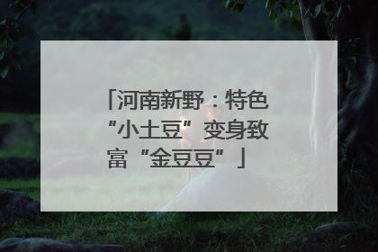 河南新野：特色“小土豆”变身致富“金豆豆”