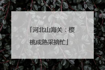 河北山海关：樱桃成熟采摘忙