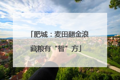 肥城：麦田翻金浪藏粮有“智”方