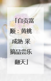 自贡富顺：黄桃成熟 采摘品尝乐翻天