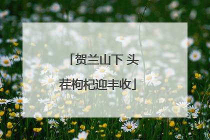 贺兰山下 头茬枸杞迎丰收