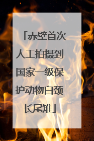 赤壁首次人工拍摄到国家一级保护动物白颈长尾雉