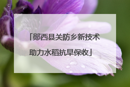 郧西县关防乡新技术助力水稻抗旱保收