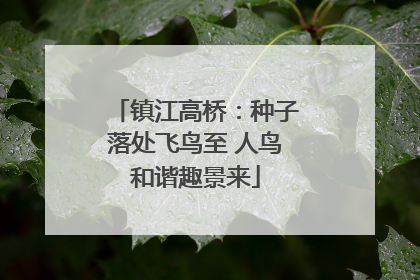 镇江高桥：种子落处飞鸟至 人鸟和谐趣景来