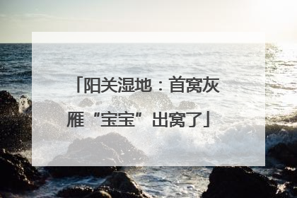阳关湿地：首窝灰雁“宝宝”出窝了