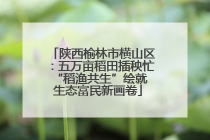 陕西榆林市横山区：五万亩稻田插秧忙 “稻渔共生”绘就生态富民新画卷