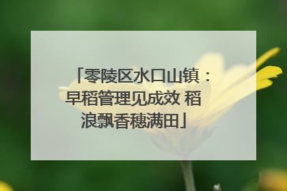 零陵区水口山镇：早稻管理见成效 稻浪飘香穗满田