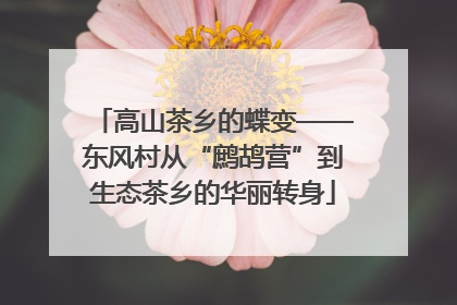 高山茶乡的蝶变——东风村从“鹧鸪营”到生态茶乡的华丽转身