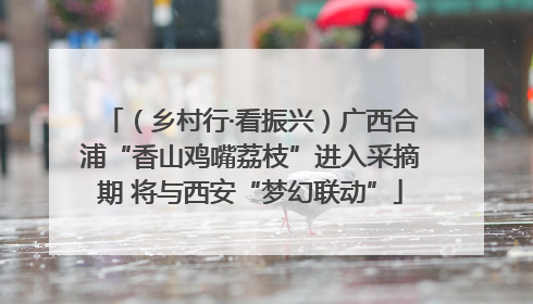（乡村行·看振兴）广西合浦“香山鸡嘴荔枝”进入采摘期 将与西安“梦幻联动”