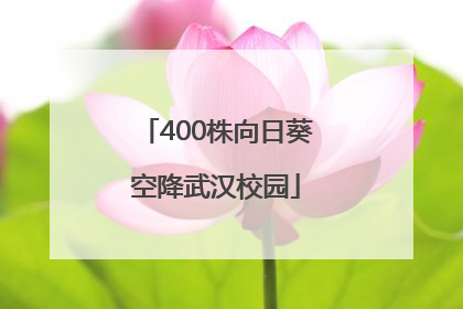 400株向日葵空降武汉校园