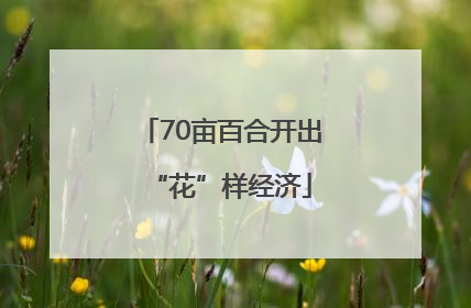 70亩百合开出“花”样经济